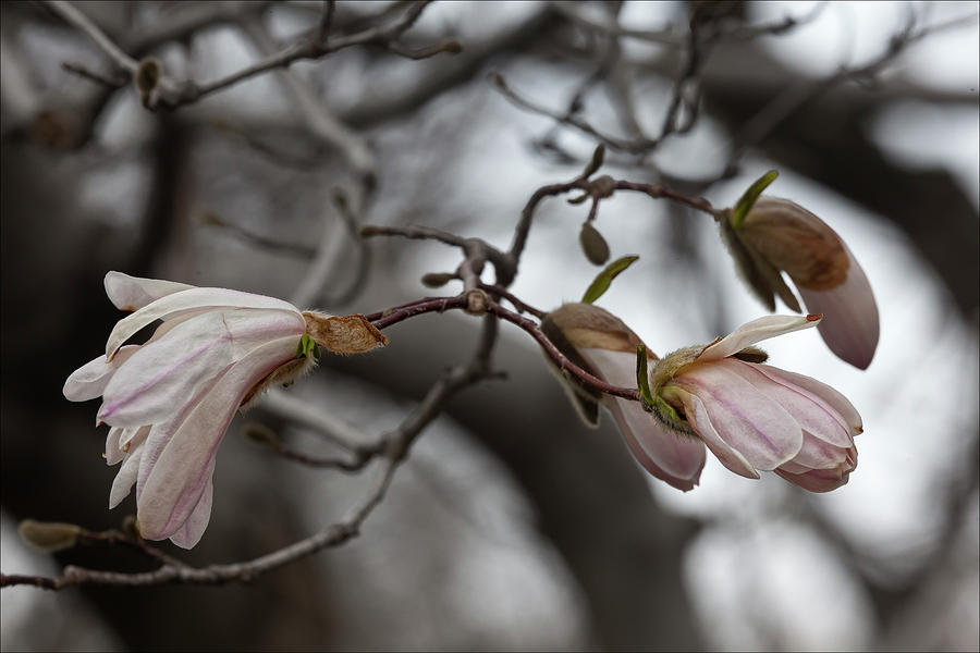 Magnolia Blossoms #4 Photograph by Robert Ullmann