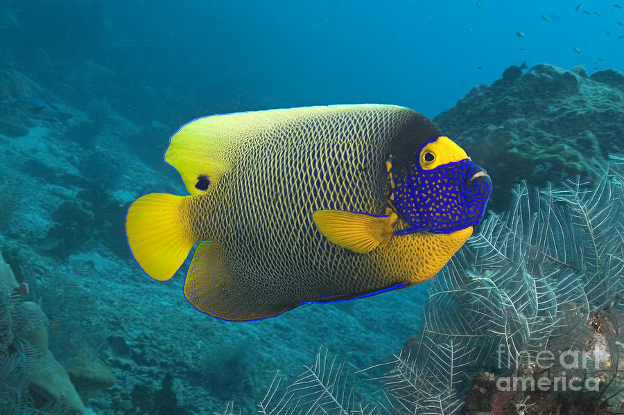 Blueface Photograph - Malaysia Marine Life #4 by Dave Fleetham - Printscapes