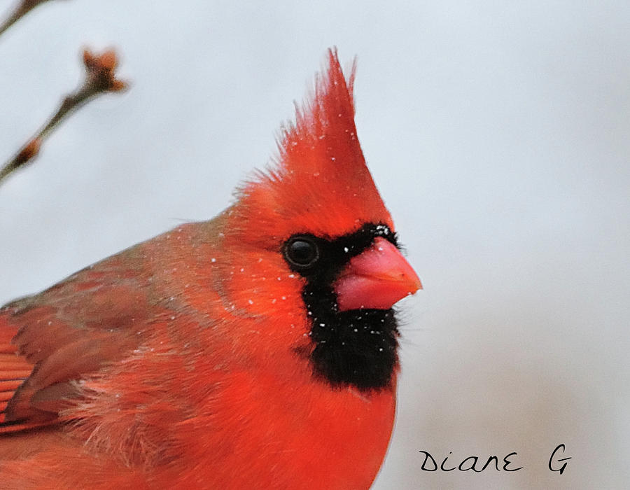 Male Cardinal #4 Photograph by Diane Giurco