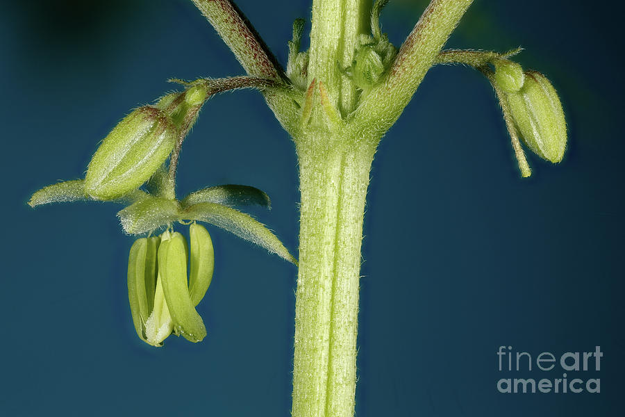 Male Flower of Cannabis Plant #4 Photograph by Ted Kinsman