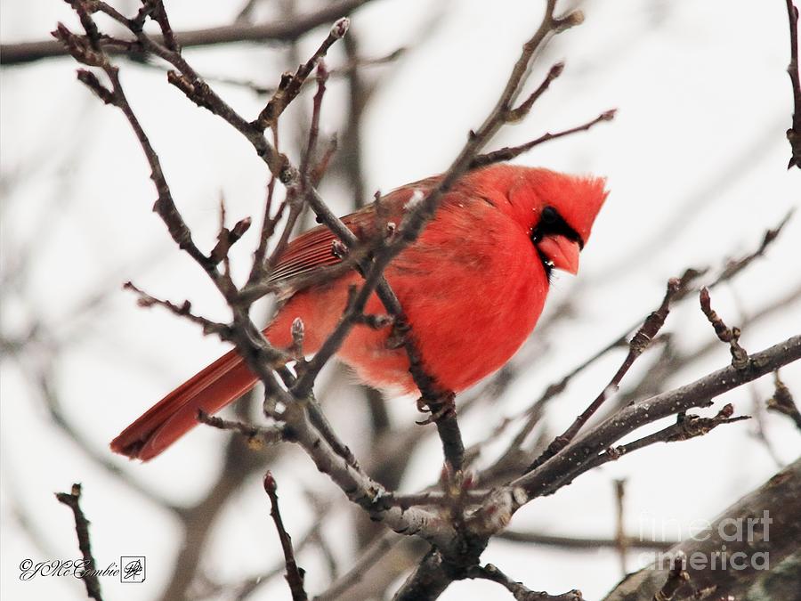 Male Northern Cardinal in Winter #4 Photograph by J McCombie