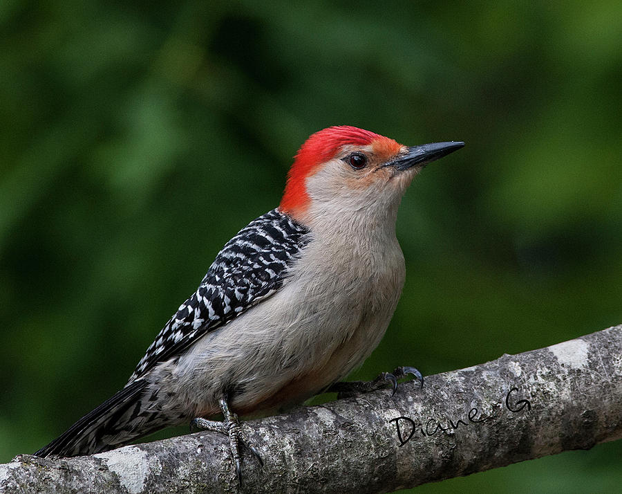Male Red-bellied Woodpecker #4 Photograph by Diane Giurco