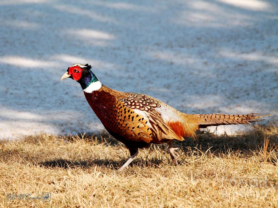 Male Ring-necked Pheasant #2 Photograph by J McCombie
