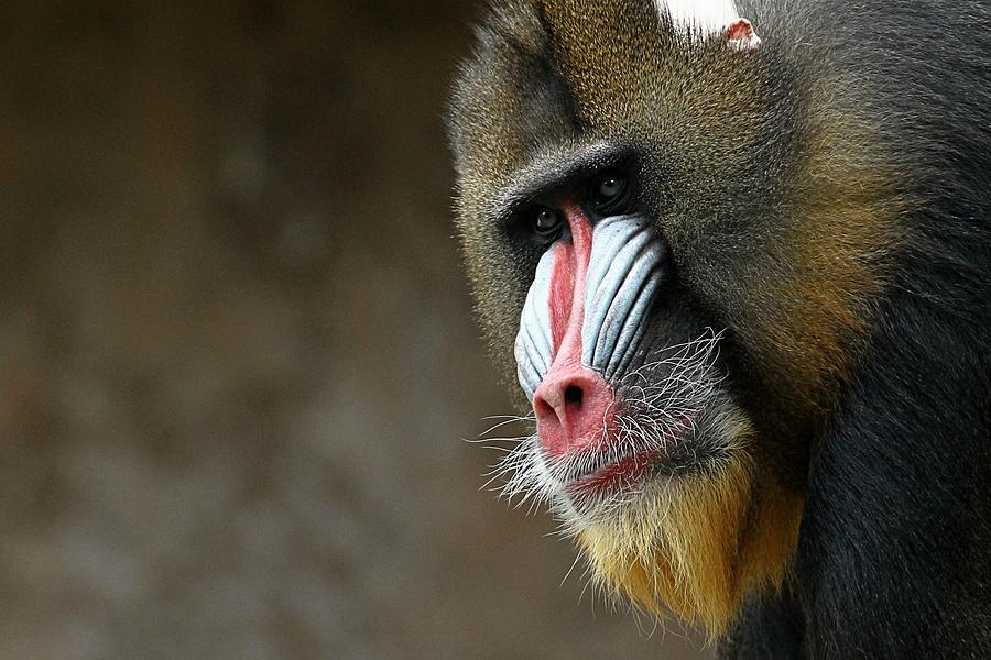 Mandril Photograph by Jan Willemsen | Fine Art America