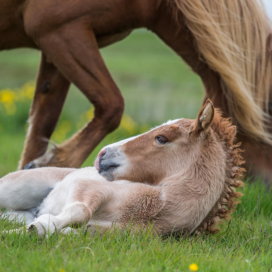 Horse Photograph - Mare And New Born Foal, Iceland #4 by Panoramic Images
