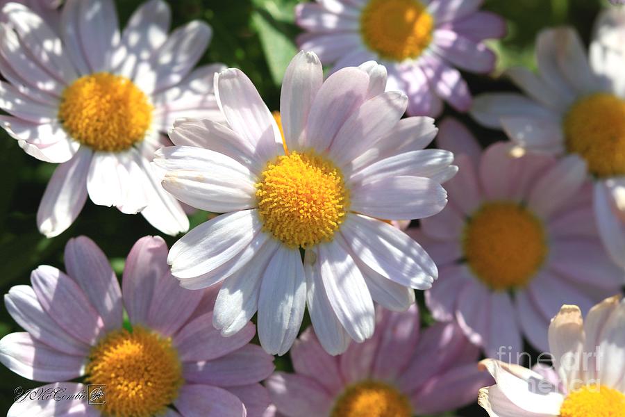 Marguerite Daisy named Petite Pink #2 Photograph by J McCombie