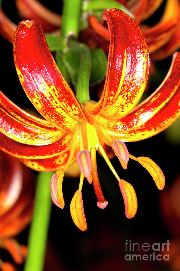 Martagon Lily  #4 Photograph by Anthony Totah