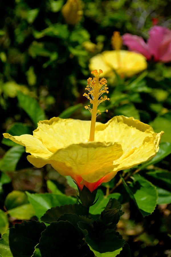 Maui HI Flowers #4 Photograph by Dean Ferreira