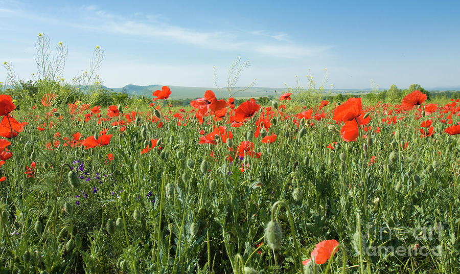 Meadow with red poppies #4 Photograph by Irina Afonskaya
