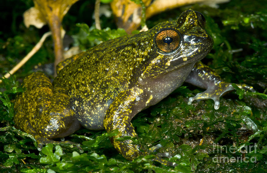 Mehun Green Frog #4 Photograph by Dant Fenolio