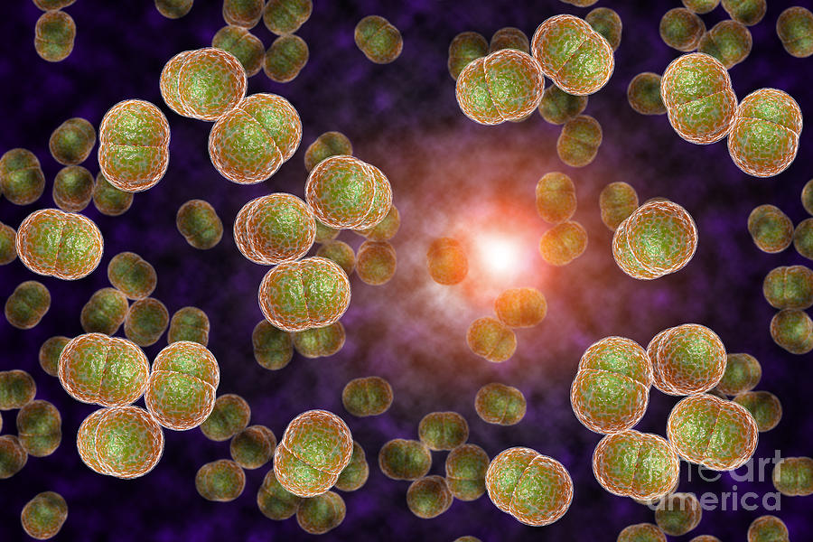 Meningitis Bacteria Infection Photograph By Ezume Images Fine Art America