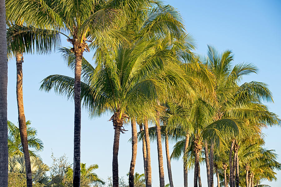 Miami Florida Beach Scenes On A Sunny Day Photograph