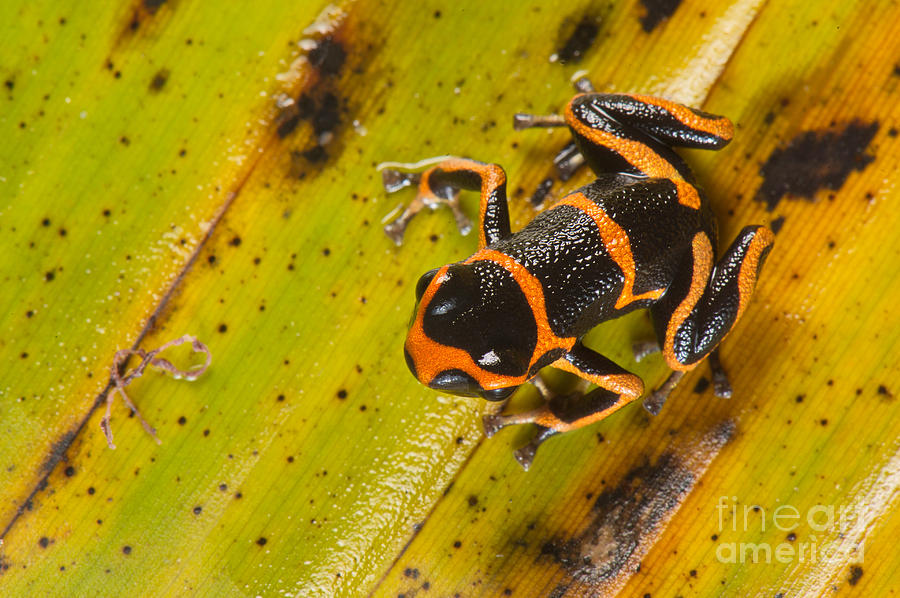Mimic Poison Arrow Frog #9 Photograph by Francesco Tomasinelli