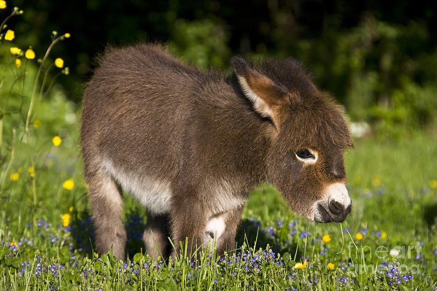 Miniature Donkey Foal #4 Photograph by Jean-Louis Klein & Marie-Luce Hubert