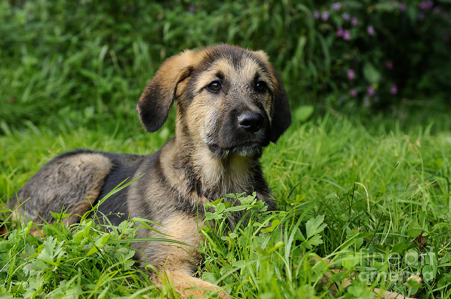 Mixed-breed Puppy #4 Photograph by David & Micha Sheldon