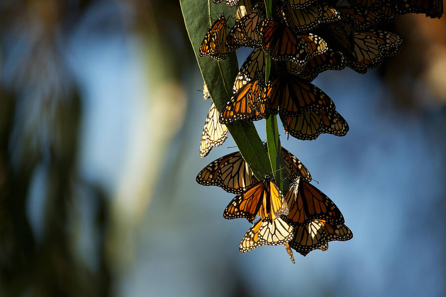 Monarch butterflies Pyrography by Artistic Panda - Fine Art America