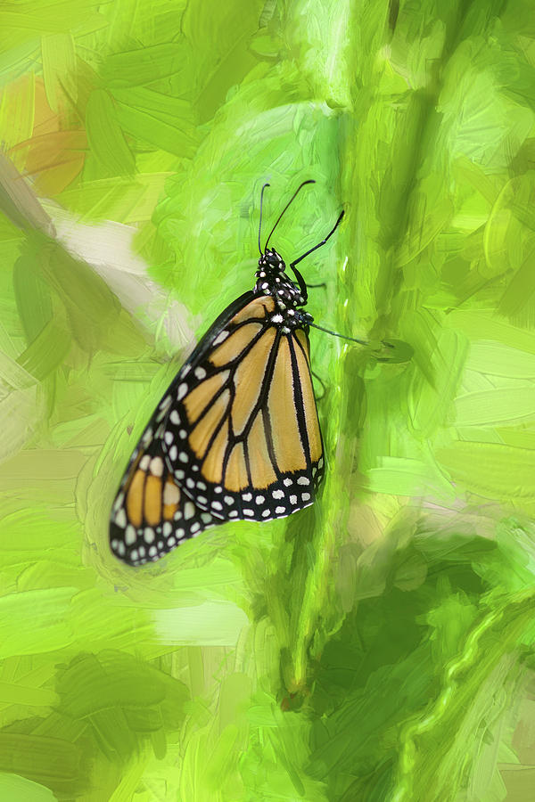 Monarch Butterflies #4 Photograph by Rich Franco