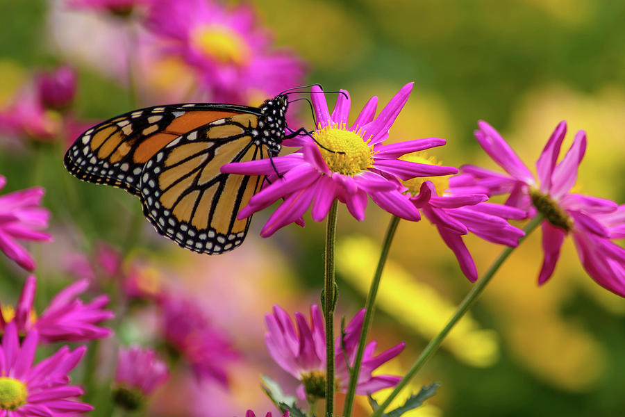 Monarch Butterfly Photograph by Ivan Santiago - Fine Art America