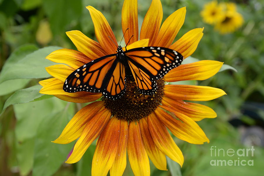 Monarch Butterfly #4 Photograph by Lila Fisher-Wenzel