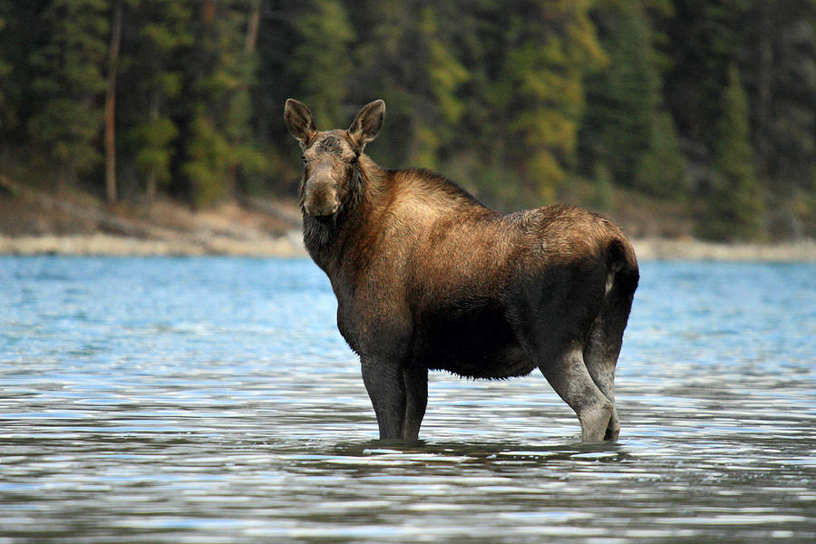 Moose at Maligne lake Jasper #4 Photograph by Pierre Leclerc Photography