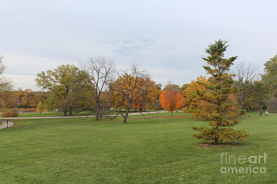 Morton Arboretum - Fall Photograph