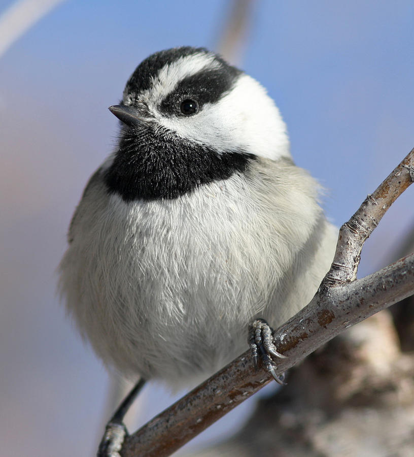 Mountain Chickadee Photograph by Gary Wing - Fine Art America