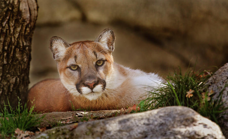 Mountain Lion  #4 Photograph by Brian Cross
