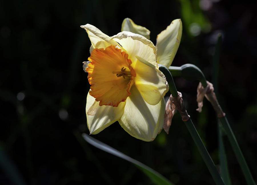 Narcissus #4 Photograph by Robert Ullmann