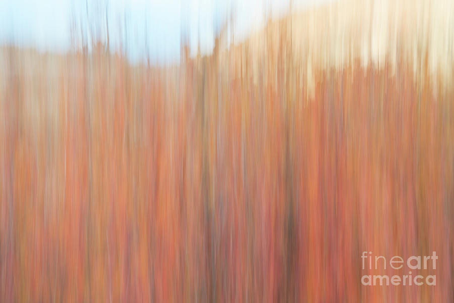 Nature Motion Blur Abstract #4 Photograph by Marek Uliasz