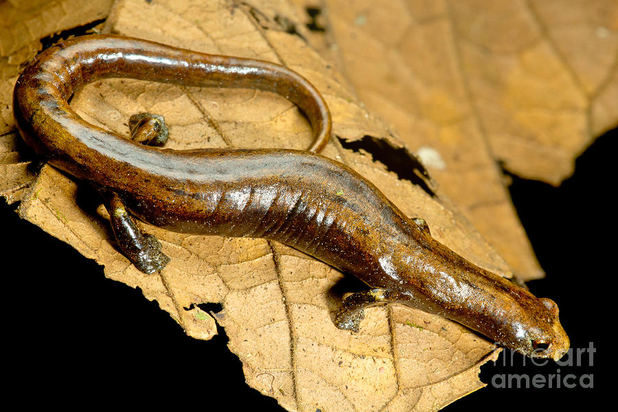 Nauta Palm Foot Salamander #4 Photograph by Dant Fenolio