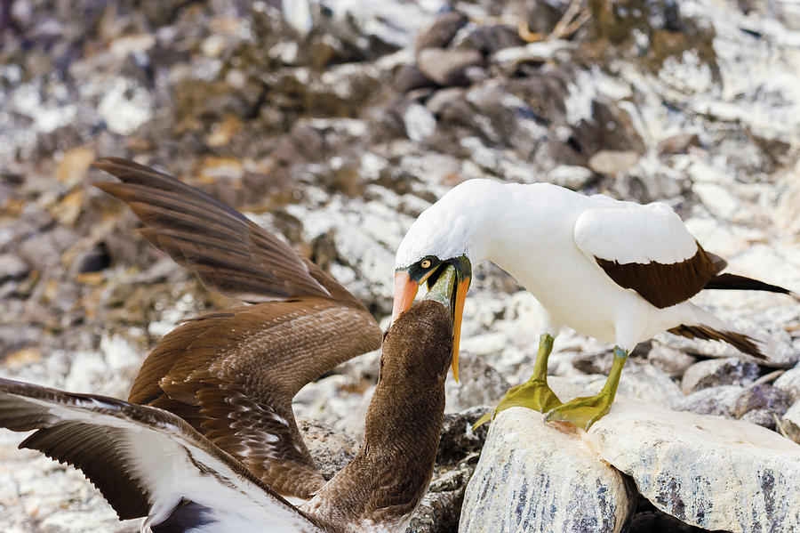 Bird Photograph - Nazca booby in Galapagos #4 by Marek Poplawski