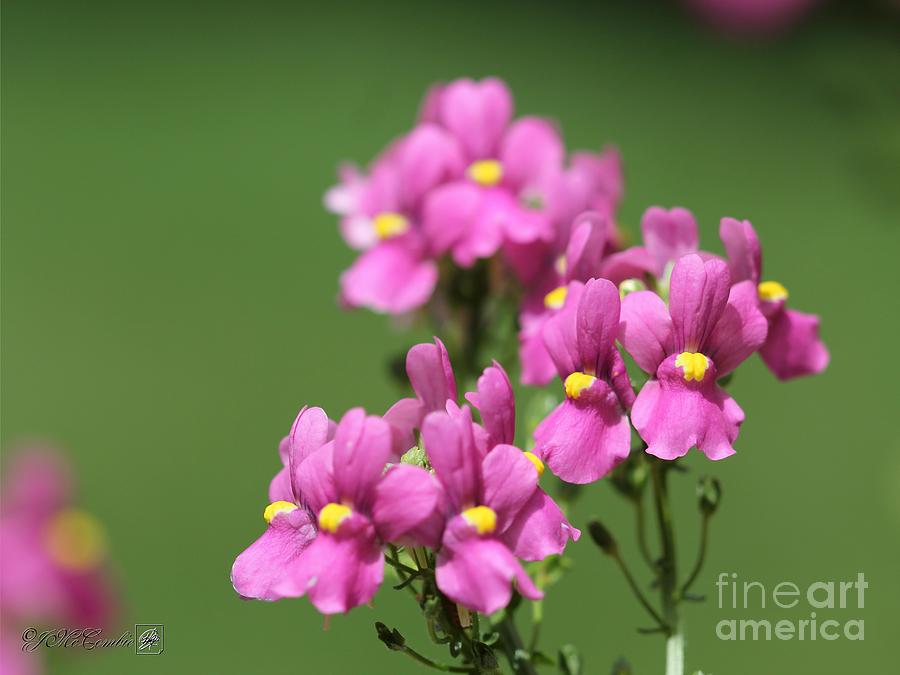 Nemesia named Compact Pink Innocence #2 Photograph by J McCombie