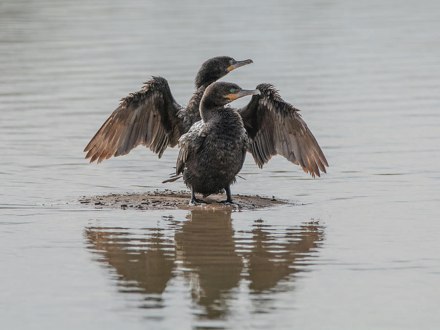 Neotropic Cormorants #4 Photograph by Tam Ryan