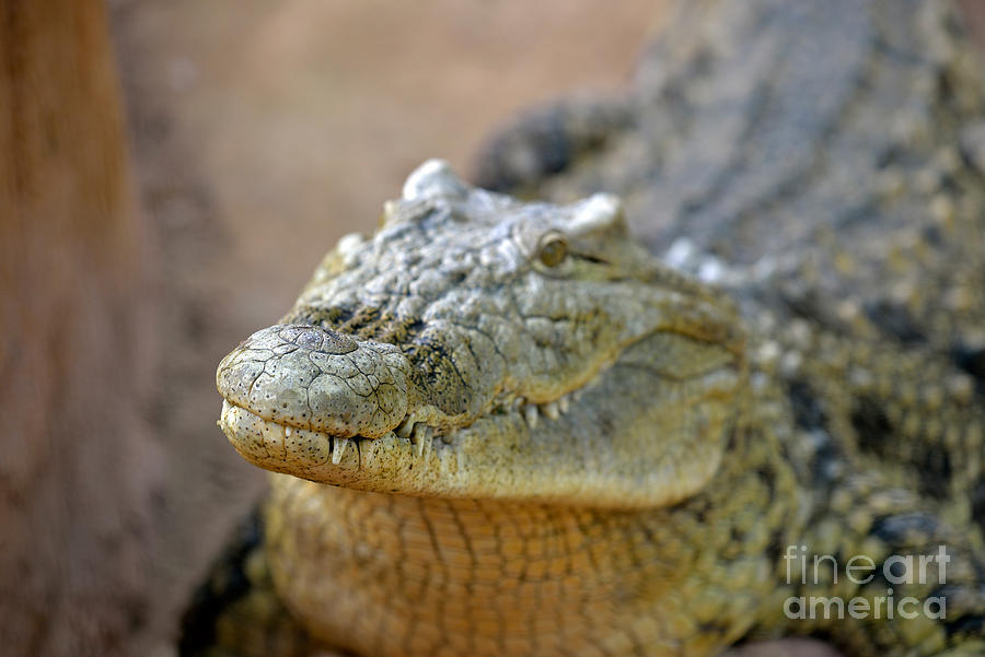 Jaws Photograph - Nile crocodile by George Atsametakis