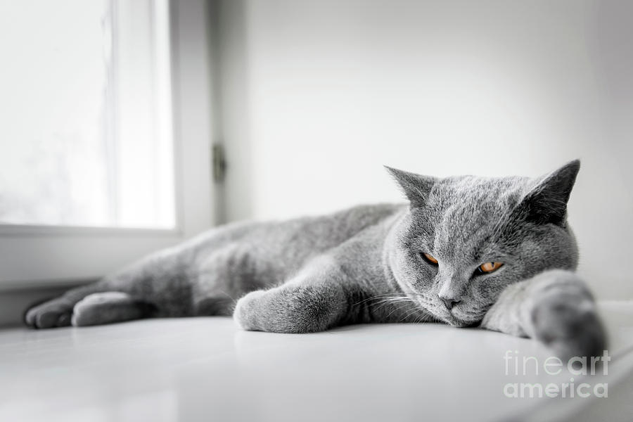 Noble proud cat lying on window sill. The British Shorthair #4 Photograph by Michal Bednarek