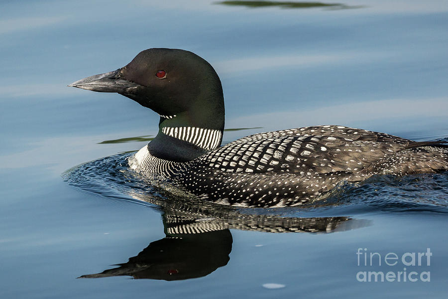 Northern Loon #5 Photograph by Craig Shaknis