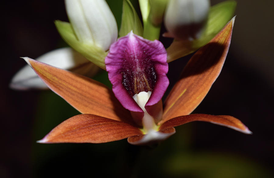 Nuns Hood Orchid - Phaius tancarvilleae #4 Photograph by Larah McElroy