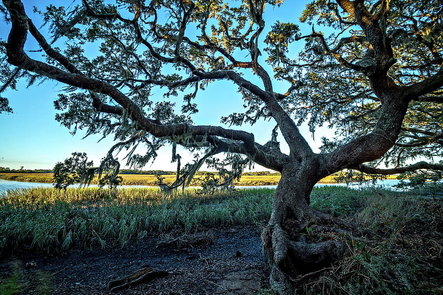 Oak Trees And Beautiful Nature At Sunset On Plantation #4 Photograph by Alex Grichenko