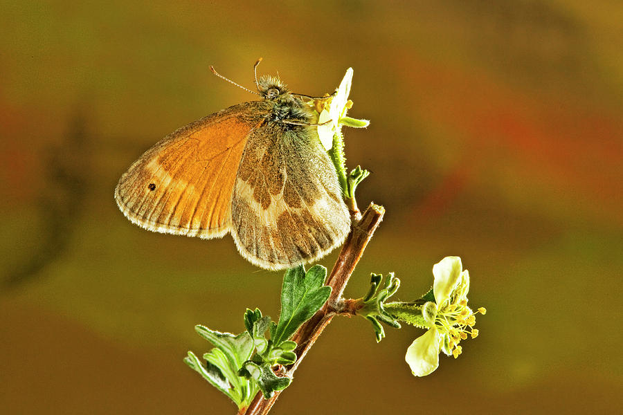 Ochre Ringlet butterfly #4 Photograph by Buddy Mays
