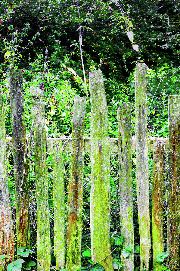 Old fence #4 Photograph by Tom Gowanlock