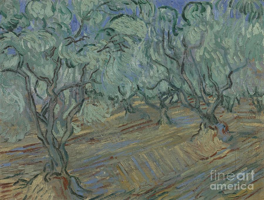 Olive Grove #4 Painting by Celestial Images