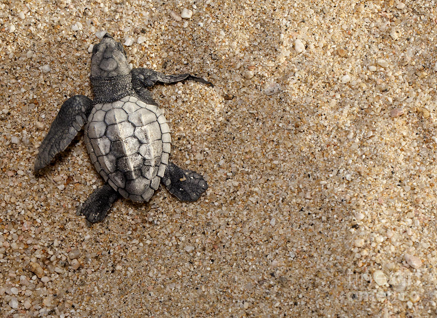 Olive Ridley Sea Turtle - Lepidochelys olivacea #4 Photograph by Anthony Totah