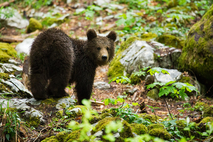 One year old Brown Bear in Slovenia #4 Photograph by Ian Middleton