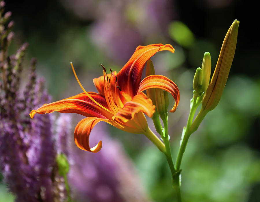 Orange Lily #4 Photograph by Robert Ullmann