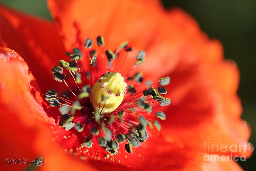Orange Wild Flanders Poppy #3 Photograph by J McCombie