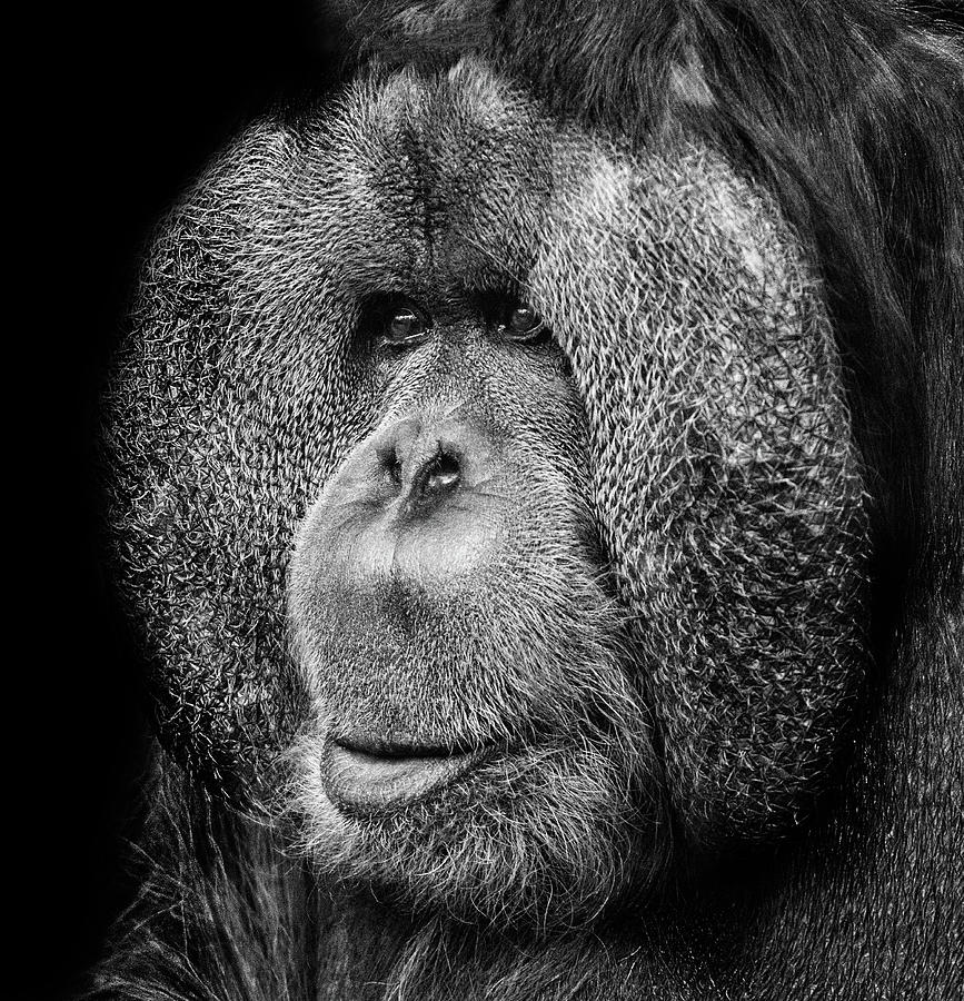 Wildlife Photograph - Orangutan #4 by Martin Newman