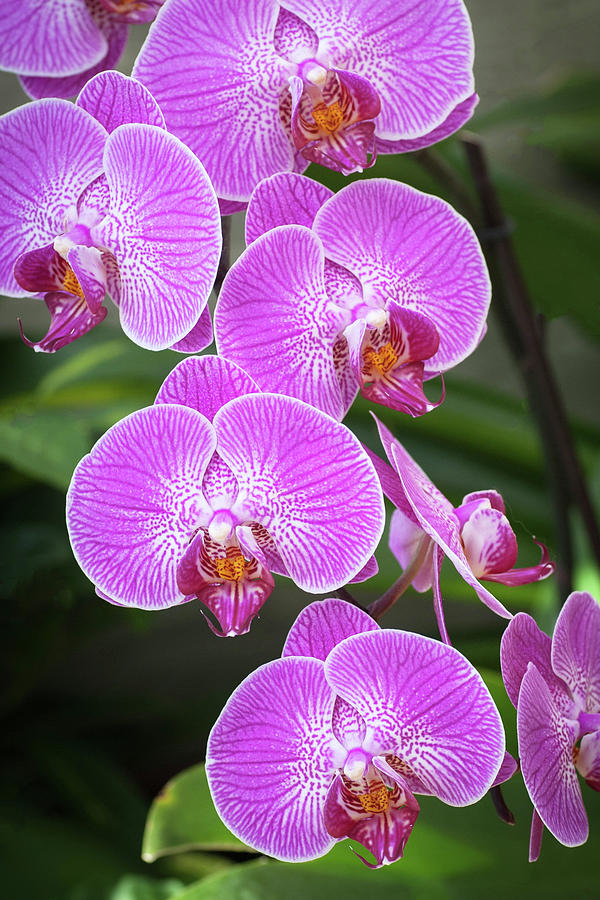 Orchid #4 Photograph by Catherine Lau