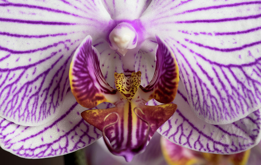 Orchid phalaenopsis flower #3 Photograph by Michalakis Ppalis