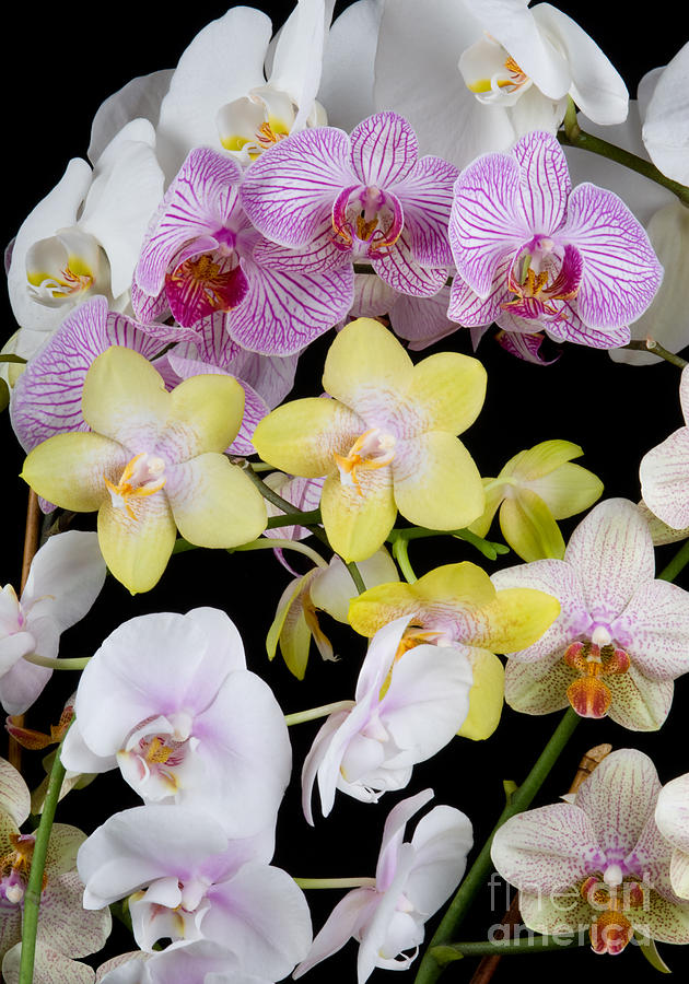 Orchid Photograph - Orchids #4 by Anthony Totah