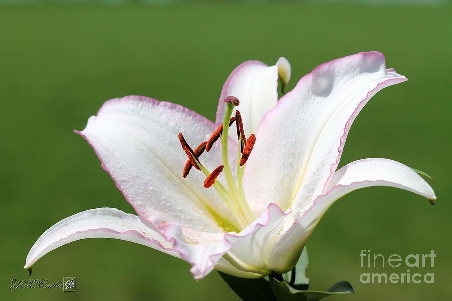 Oriental Lily named Millesimo #4 Photograph by J McCombie